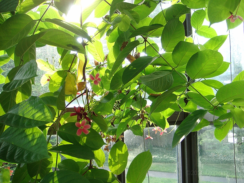 326 Longwood Gardens [2008 August 23].JPG - Longwood Gardens in Pennsylvania